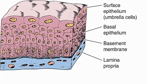 Labeled diagram of transitional epithelium showing the different layers of cells