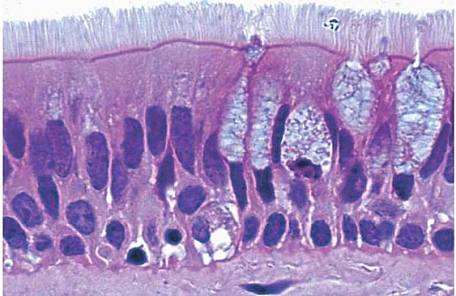 Histological slide of Pseudostratified columnar epithelium as seen with light microscrope