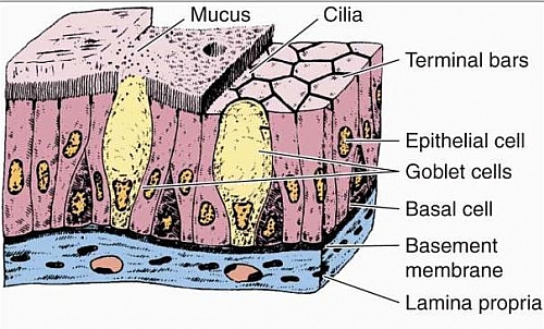 Pseudostratified Epithelium Diagram Labeled