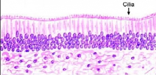 Labeled drawing of Pseudostratified columnar epithelium showing the cilia