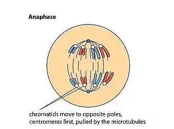 Anaphase stage of Mitosis: the chromosomes move to the poles