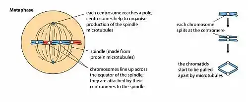 Metaphase stage of mitosis: the chromosomes condense and move to the center