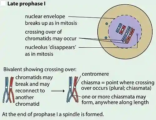 Late Prophase 1 stage of Meiosis 1