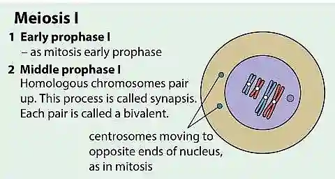 Diagram of early Prophase 1 of Meiosis