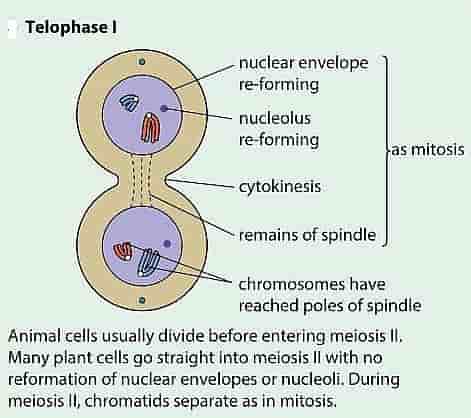 Diagram of Telophase 1