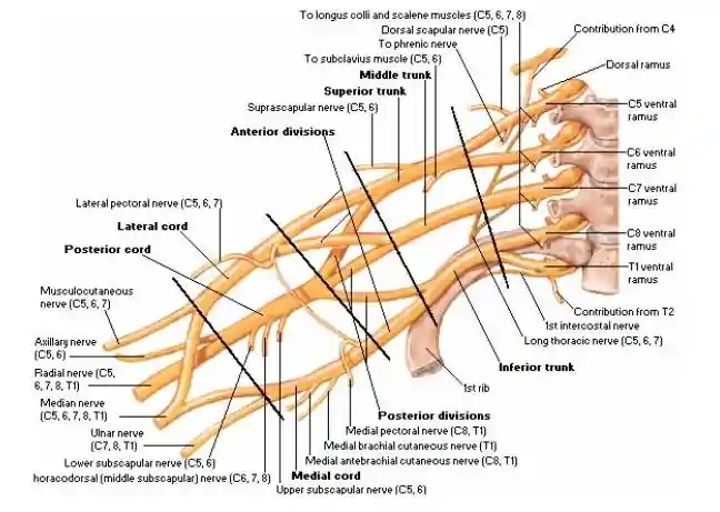 Labeled Diagram of Brachial plexus showing the roots, trunks, divisions, cords and nerve branches