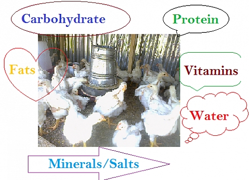 Photo of Poultry Feed Ingredients and Additives for composition of Feeds