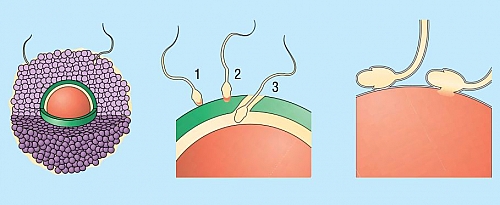 Photo of In Vitro Fertilization (IVF): Process, Success rates and treatment cost Photo of In Vitro Fertilization (IVF): Process, Success rates and treatment cost