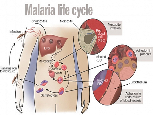 Photo of Malaria Life Cycle: Simple and Easy Life cycle of Plasmodium parasite with Diagrams