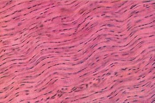 Photo of Dense Regular Connective Tissue (Fibrous Connective Tissue) Function, Types and Location