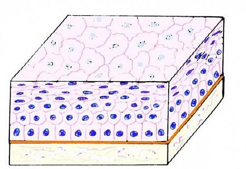 Photo of Stratified Squamous Epithelium Function, Structure, Location and Slide diagrams