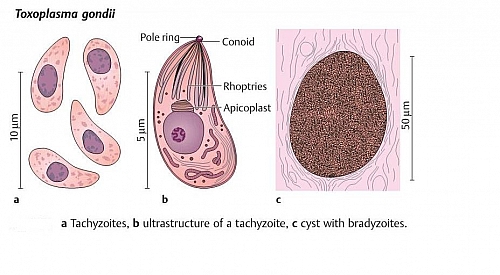 Photo of Toxoplasma gondii Life cycle, Morphology, Mode of transmission, Diagnosis tests and Prevention