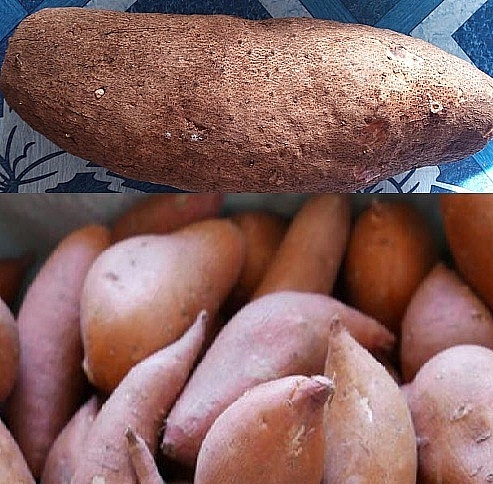 Photo of Sweet potato vs Yam: Difference between yams and sweet potatoes with images
