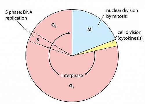 Photo of Cell cycle: Stages of cell cycle, Phases in order (G1, S, G2, M), Checkpoints and Diagrams