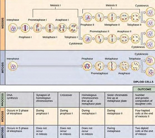 Photo of Mitosis Vs Meiosis: Differences and Similarities between Mitosis and Meiosis