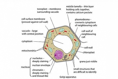 Plant cell Structure, Organelles and their functions