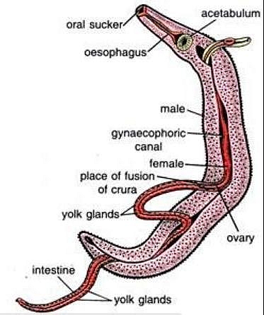 Photo of Schistosoma Haematobium Life cycle, Egg, Morphology, Symptoms and Treatment