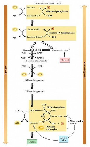 Photo of Gluconeogenesis Pathway, Definition, Gluconeogenesis Steps, Cycle and Enzymes