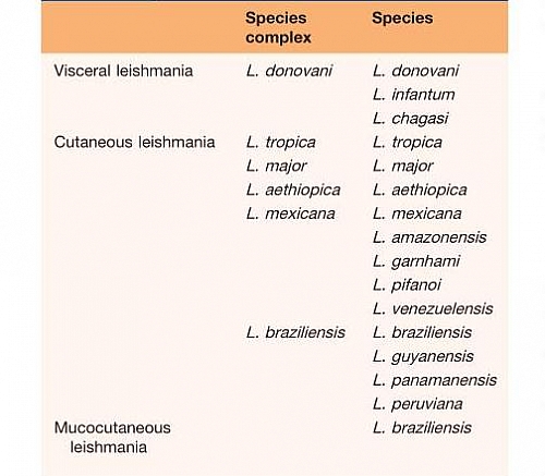 Photo of Leishmaniasis Symptoms, Types, Leishmania Life cycle, Leishmanin Test, Treatment and Pictures Photo of Leishmaniasis Symptoms, Types, Leishmania Life cycle, Leishmanin Test, Treatment and Pictures