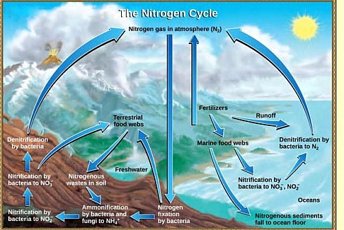 Photo of Nitrogen Cycle Diagram 