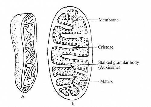 Mitochondria in a Cell - Functions, Location, Diagram and Structure