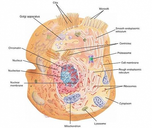 Photo of Cytoplasm Function, Definition, Cytoplasm Structure and Diagram, Cell Cytosol and Cytoplasm