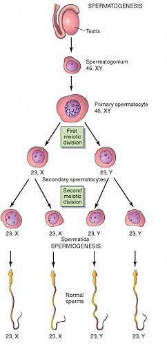 Photo of Spermatogenesis Process, Stages, Duration and Diagrams