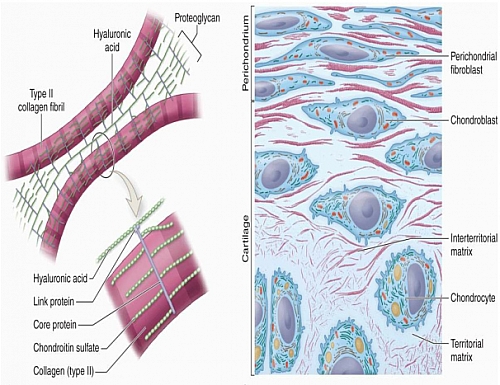 Photo of Cartilage Tissue, Types, Functions, Structure & Diagram