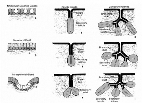 Photo of Glands: Classifications, Types, Functions and Diagrams