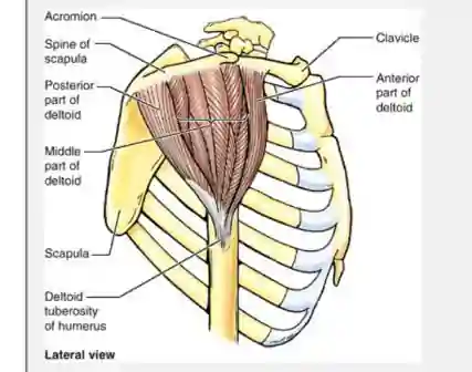Photo of Deltoid Muscle Anatomy, Innervation, Origin | Insertion
