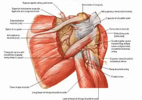 Photo of Teres Major Muscle Action, Origin, Insertion, Nerve and Blood supply