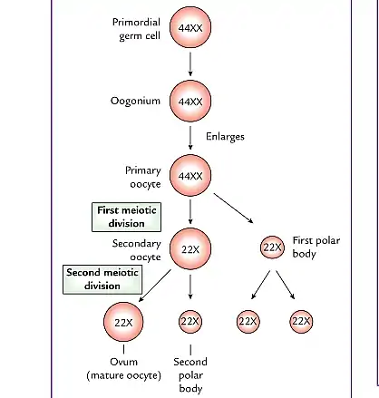 Photo of Oogenesis Process, Stages of Oogenesis and Diagram