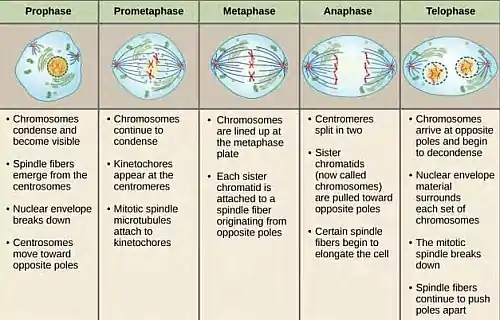 Photo of Mitosis: Stages of mitosis in order (Prophase, Metaphase, Anaphase and Telophase)