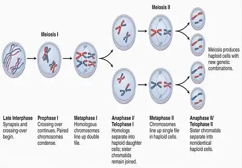 Photo of Meiosis Definition | Stages of Meiosis | Phases of Meiosis 1 and 2 with diagrams