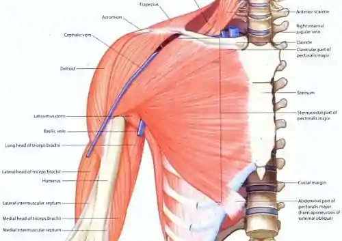 Photo of Pectoralis Major Origin and Insertion, Action, Location, Nerve and Blood supply