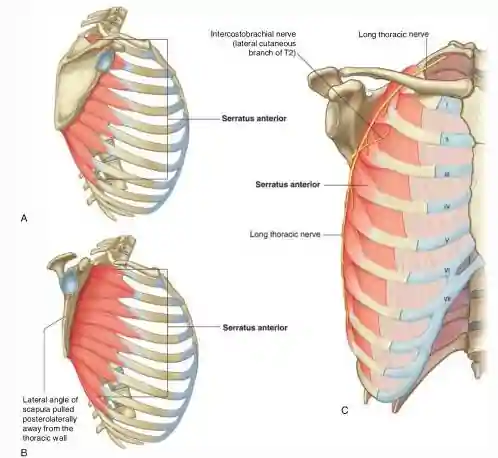 Muscle serratus anterior Strengthening The
