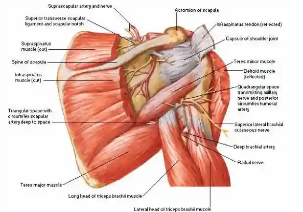 Photo of Supraspinatus Muscle Function, Anatomy and Tendon Tear