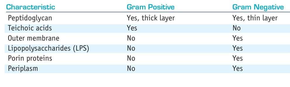 differences between gram positive and gram negative bacteria cell wall
