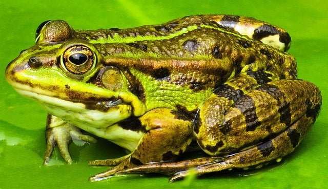 a picture showing a frog- hibernation in Wood frog animals involves them getting frozen. 