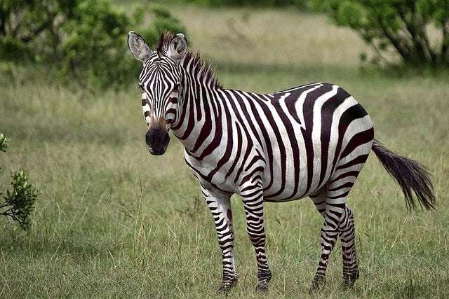 Fun fact 7_ a picture showing a zebra with his stripes