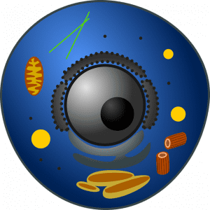 a diagram of an Animal cell that shows organelles