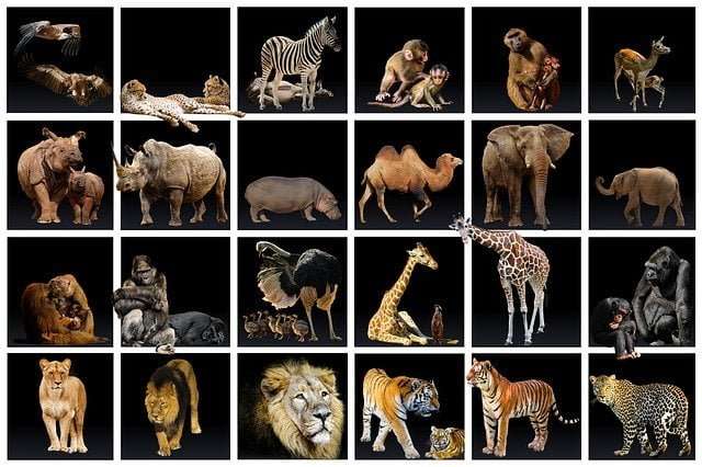 Animals: Characteristics and Classification - Jotscroll
