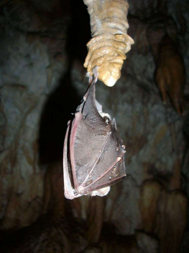A picture of a bat hibernating in a cave