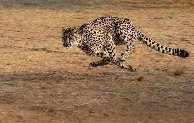 a picture showing a cheetah on high speed