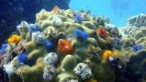 Christmas tree worms and corals in an aquatic ecosystem