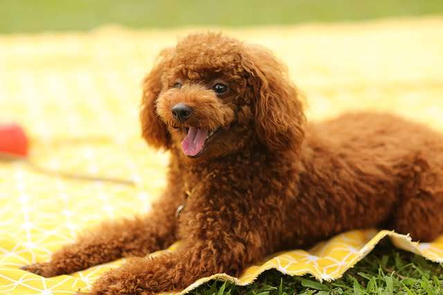 Small Dog Breeds- Poodles