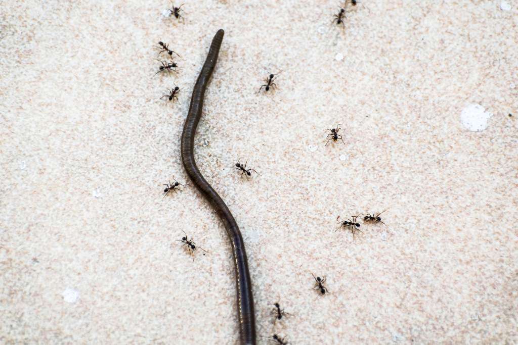 Earthworm and ants. These are typical examples of invertebrate animals