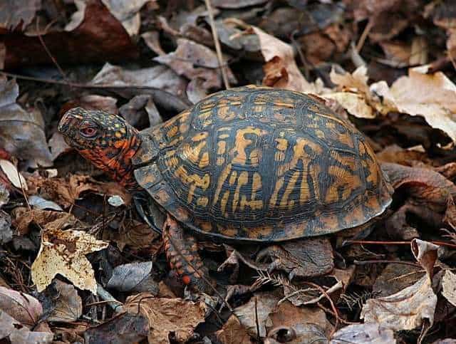 a picture of a box turtle