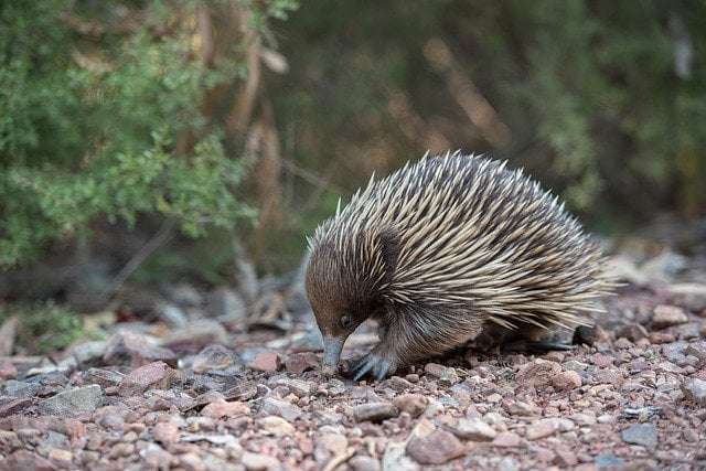 a picture showing Echidnas- hibernation in these animals involves them staying in burrows