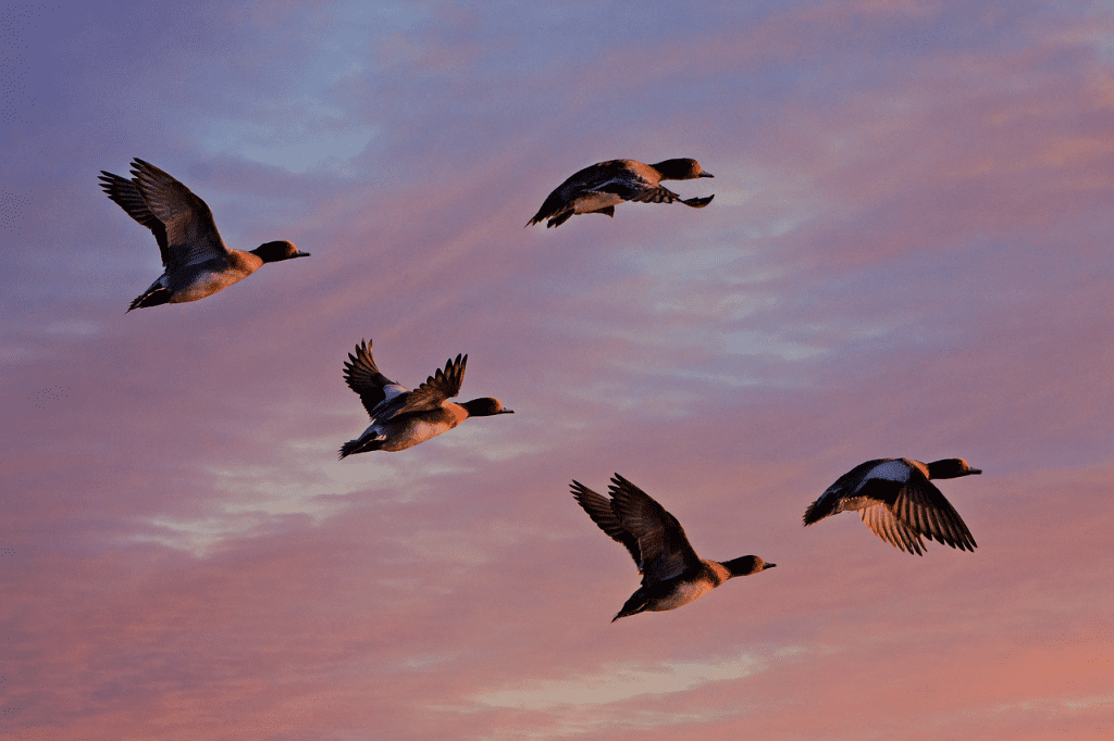 Birds in the air. Birds are typical examples of Ariel animals